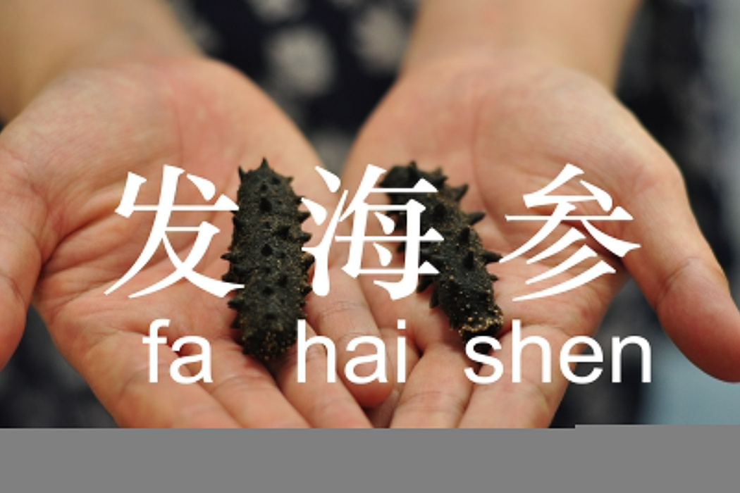 發海參 發海參