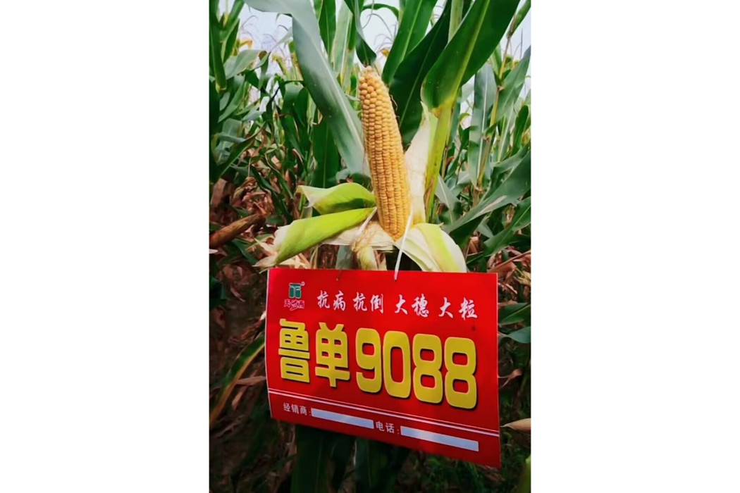 魯單9088(玉米品種) 魯單9088(玉米品種)
