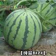純品8424 純品8424