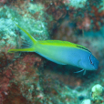 金鰭稀棘䲁
