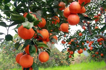 卡拉卡拉紅肉臍橙樹形特徵
