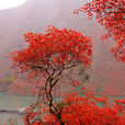 巫山紅葉 巫山紅葉