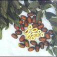 無核棗 無核棗