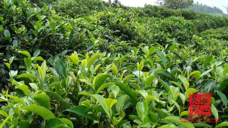 優質普洱茶茶產業