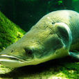 巨骨舌魚(海象魚)