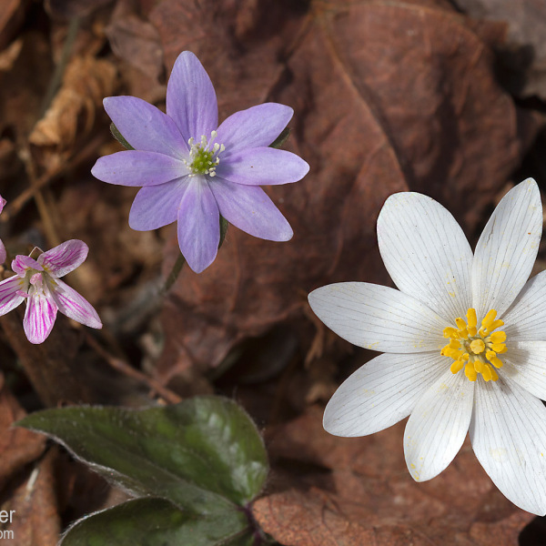Hepatica acutiloba
