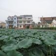豆腐王村 豆腐王村