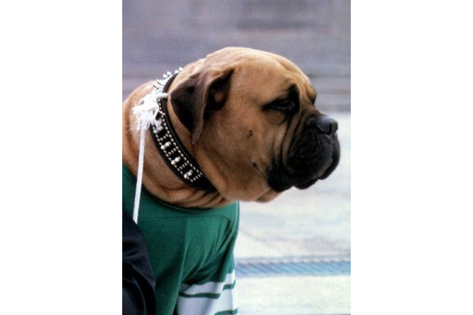 Butkus Stallone Butkus Stallone