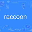 raccoon raccoon