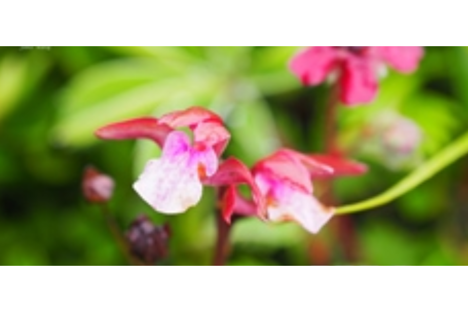 少花山蘭 少花山蘭