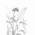 疏花蝦脊蘭 疏花蝦脊蘭