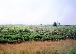 甘蔗和棉花是孫坊鎮主要經濟作物