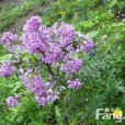 長瓣高河菜 長瓣高河菜