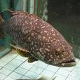 巢斑石斑魚