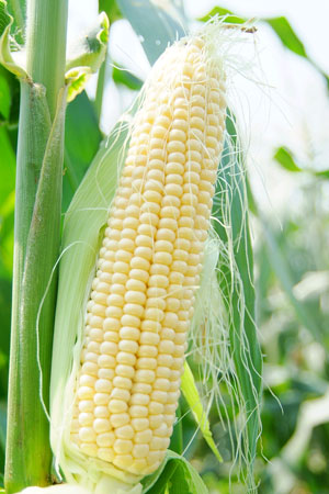 玉米種植