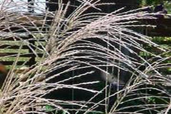 Miscanthus sinensis \x27November Sunset\x27 Miscanthus sinensis \x27November Sunset\x27