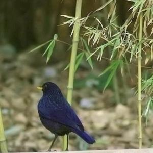 多須草鶯
