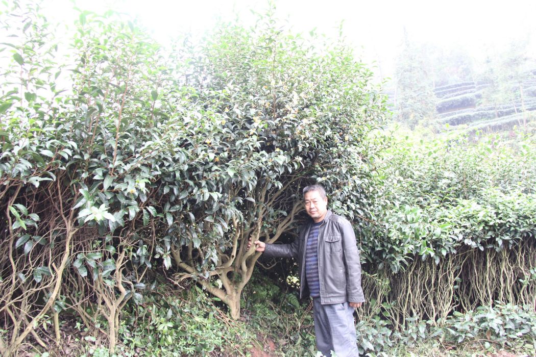 宜早1號 宜早1號