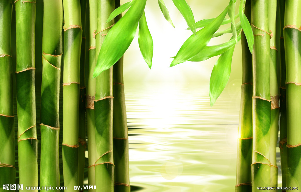 竹(禾本目禾本科植物)