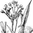 沼生苦苣菜 沼生苦苣菜