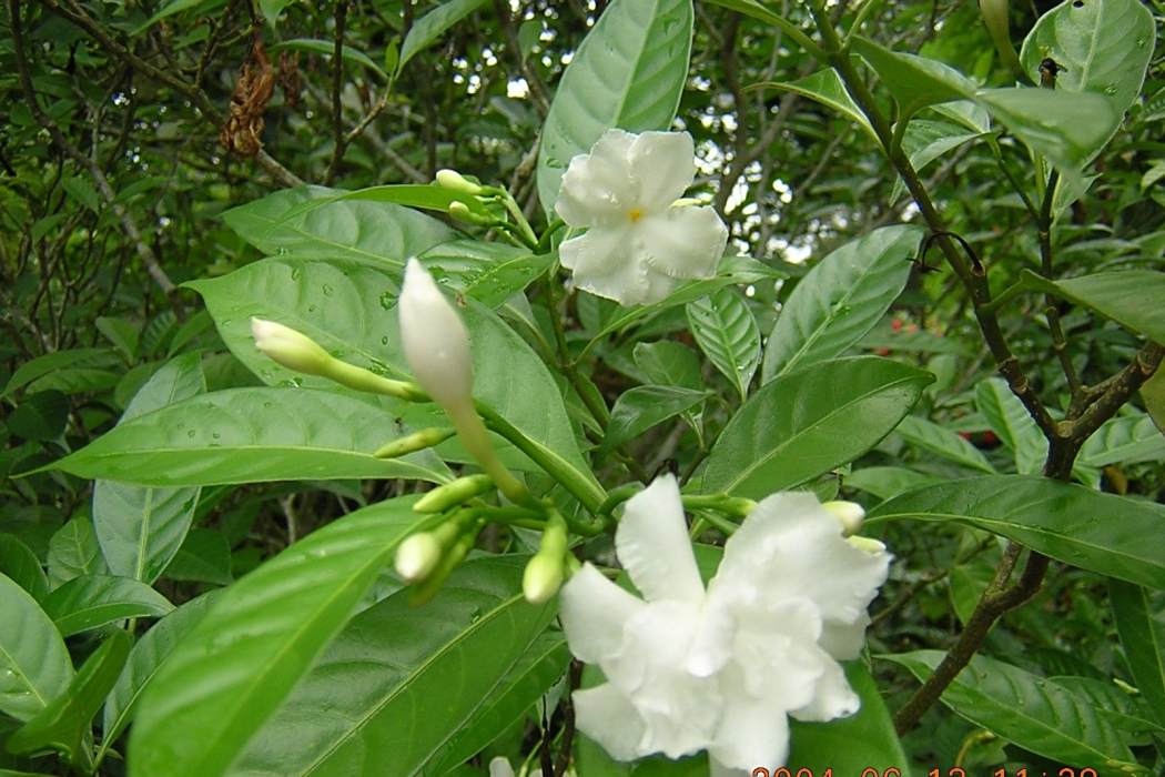 海南狗牙花(夾竹桃科狗牙花屬植物)