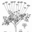 西藏瘤果芹 西藏瘤果芹
