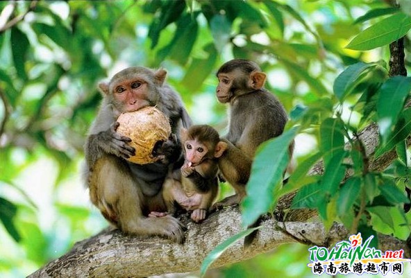 南灣獼猴自然保護區