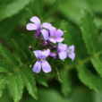 紫花碎米薺