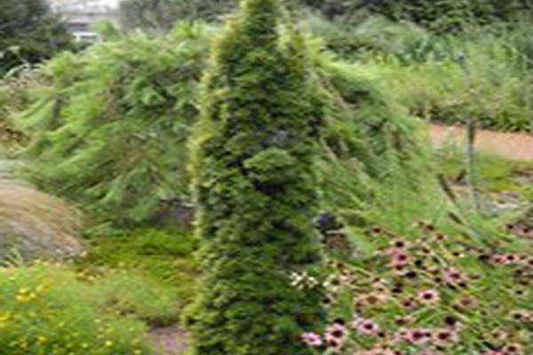 Taxus baccata \x27Standishii\x27 Taxus baccata \x27Standishii\x27