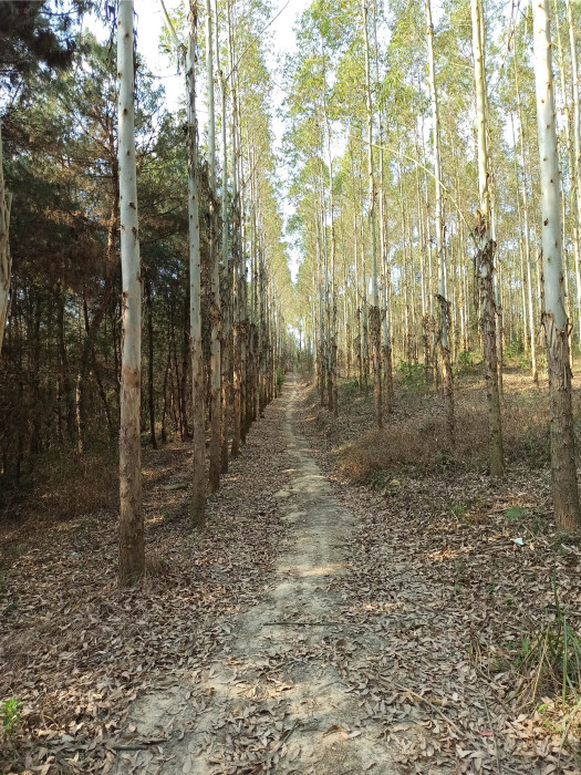 茶馬古道(四川省自貢市榮縣東興鎮境內古蹟) 茶馬古道(四川省自貢市榮縣東興鎮境內古蹟)