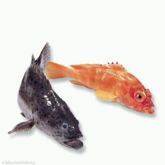 海翠斑魚
