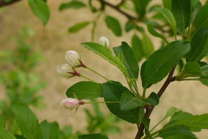 金雨滴(薔薇科蘋果屬植物) 金雨滴(薔薇科蘋果屬植物)