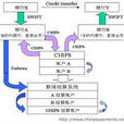 Fedwire系統 Fedwire系統