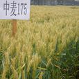 中麥175(國審麥2011018) 中麥175(國審麥2011018)
