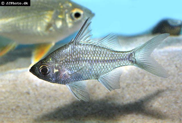 雙邊魚屬 雙邊魚屬