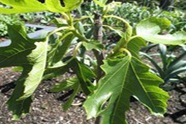 Ficus carica \x27Petite Negra\x27