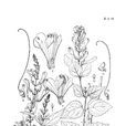 海南黃芩 海南黃芩