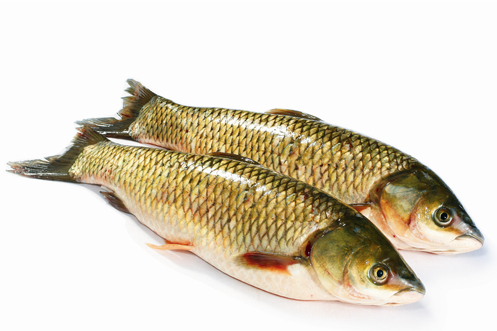 安砂魚 安砂魚