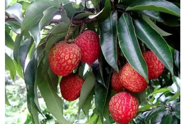 賢江荔枝 賢江荔枝