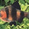 黑寶石(金魚) 黑寶石(金魚)
