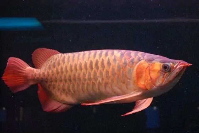 瘤背波魚