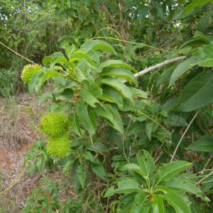 Croton inhambanensis