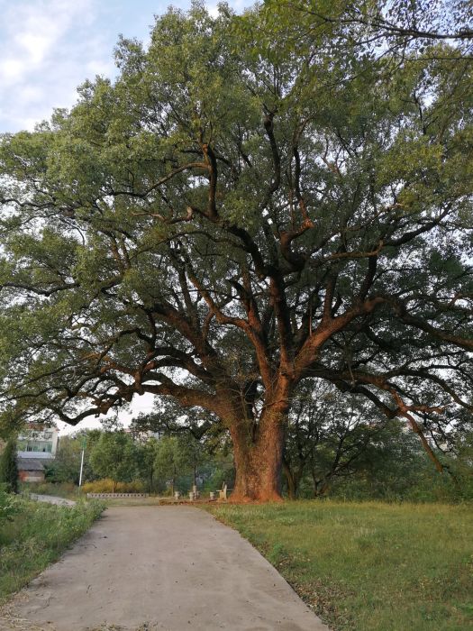 上趙塘村 上趙塘村