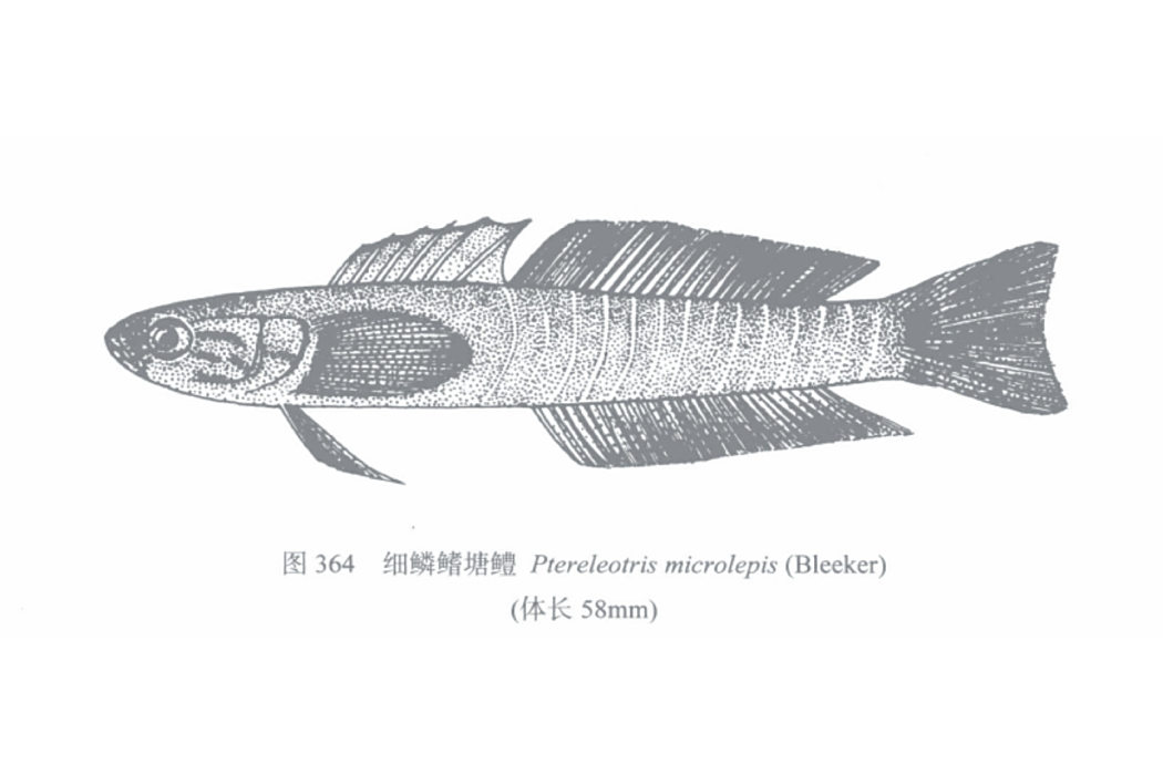 細鱗鰭塘鱧
