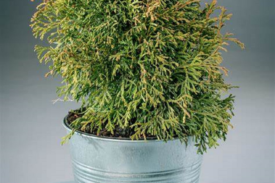 Thuja occidentalis \x27Recurva Nana\x27