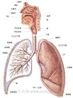 呼吸系統解剖圖