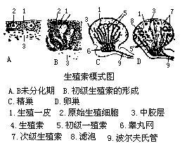 生殖索