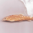 多紋條鰍 多紋條鰍