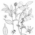 大花花椒 大花花椒