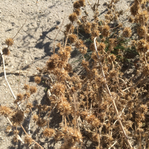 Ambrosia acanthicarpa